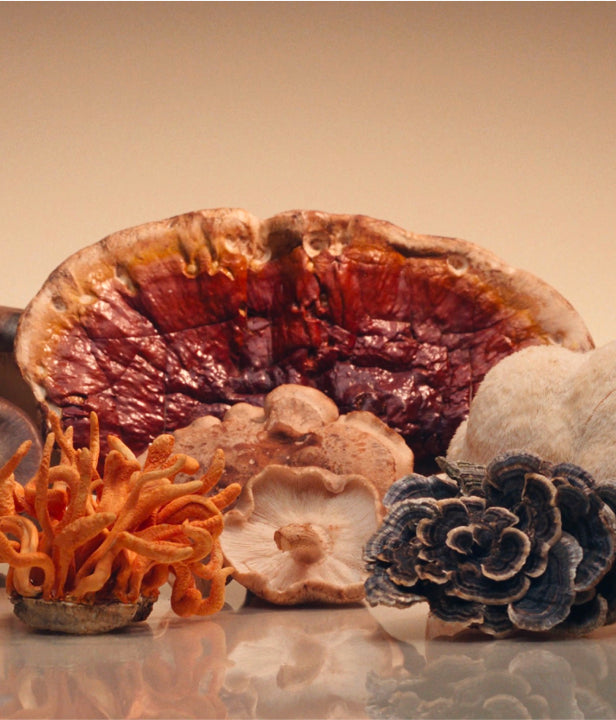 Mushroom varieties including reishi, cordyceps and turkey tail fungi